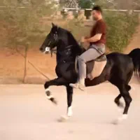 نیامند کار گر برای اسطبل اسب