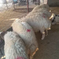 فروش بره
