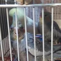 طوطی عروس|پرنده|آمل, |دیوار