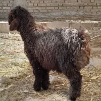 بره نر ۱۲تومان
