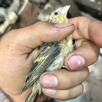 جوجه سره قناری نیمچه دم