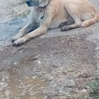 نگهبان