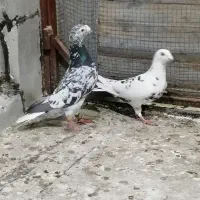 کفتر پلاکی نروماده