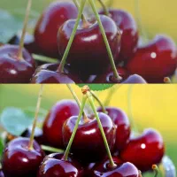 کارگرخانم برای چیدن میوه