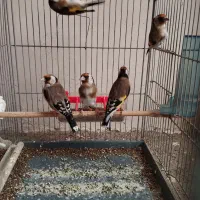 سهره زاده قفس|پرنده|سنقر, |دیوار