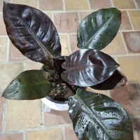 گل ارزانتر از کل اصفهان قیمت تولید گلخونه محلات|گل و گیاه طبیعی|اصفهان, باغ فدک|دیوار