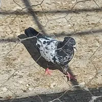 کفتر سینه ای|پرنده|ساوه, |دیوار