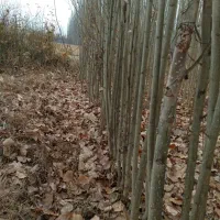 نهال فروشی مهندس مولائی