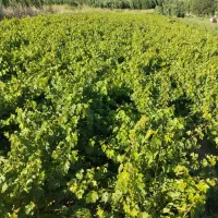 ریشه انگور سیاه سردشت