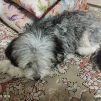 نژاد شیتزو تریر