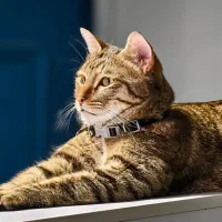 مشاوره رایگان دامپزشکی