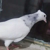 جوجه کبوتر طوقی|پرنده|فلاورجان, |دیوار