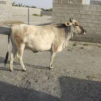 گاو ۳ ساله چاق سرحال ماده گوشتی
