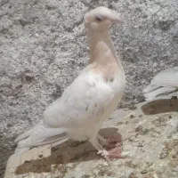 هفرنگ نرخوشگل پابلندپرخال سیاه بایدونه صده نر|پرنده|سبزوار, کوی بهار|دیوار