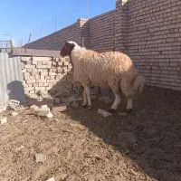 دوراس شیشک درجه یک برای تخم