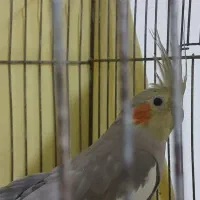 عروس هلندی و مرغ عشق مولد
