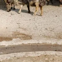 میش زاییده|حیوانات مزرعه|بهبهان, |دیوار