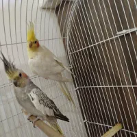 عروس هلندی جفت