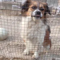 سگ پا کوتاه