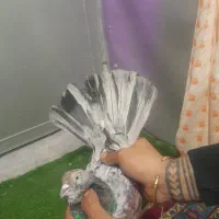 کفتر پتی والا