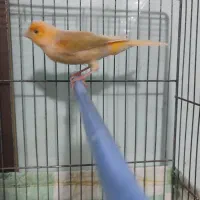 قناری نر پرتغالی