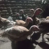 بوقلمون چهار ماه نیم|حیوانات مزرعه|ساری, |دیوار