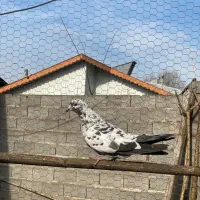 کبوتر|پرنده|رشت, حومه رشت|دیوار