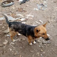 ژرمن گرگی|سگ|مشهد, همت آباد|دیوار