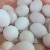 تخم مرغ  محلی