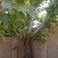 خوابگاه-دانشجویی