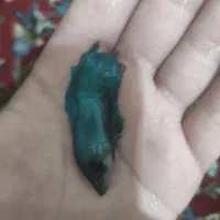 سیچلاید ، فایتر نر و ماده|ماهی|مشهد, امیر آباد|دیوار