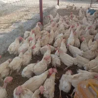 فروش مرغ سفید