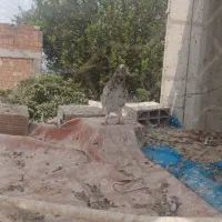 کبوتر‌پرشی‌‌برای‌فروش