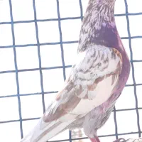 نر قلمکار پرشی کپکی گرفتنی