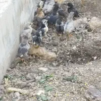 جوجه گلین، مرغ گپ