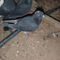 کبوتر|پرنده|طسوج, |دیوار