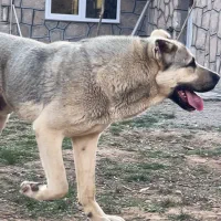 سگ سرابی نر برای جفت گیری و کشش