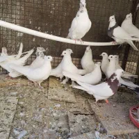 فروش ۱۴ عدد کفتر دانه ای ۴۰۰ هزار تومان|پرنده|بم, |دیوار