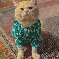 گربه اسکاتیش|گربه|اهر, |دیوار