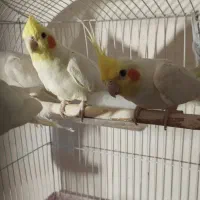 عروس هلندی لوتینو و البینو سالم دستی|پرنده|تربتحیدریه, شهرک ولیعصر|دیوار