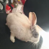 خرگوش|موش و خرگوش|اهر, |دیوار