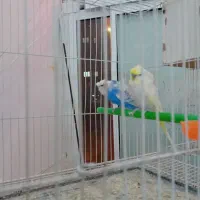 کوتوله ومرغ عشق|پرنده|گلبهار, شهر جدید گلبهار|دیوار