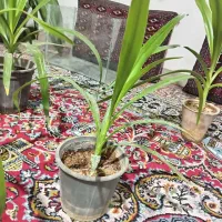 گل طبیعی