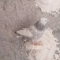 ۲عدد ماده رنگی|پرنده|شیراز, حجت آباد|دیوار