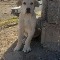 دوتا توله نر سرابی اصل|سگ|ماهنشان, |دیوار