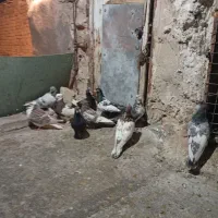 کفتر بهبهانی هوای