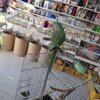 جوجه شاه طوطی ۵ ماهه|پرنده|فردیس, شهرک وحدت|دیوار