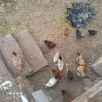 نیمچه خروس محلی|حیوانات مزرعه|قیدار, |دیوار