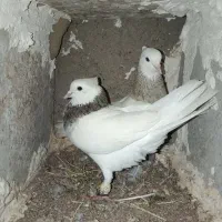 کفتر،دوکت و طوقی