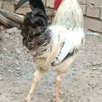 خروس عربی